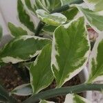 Euphorbia tithymaloides Fulla