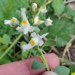 Linaria triphylla Flor