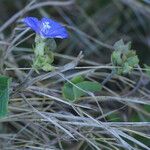 Jacquemontia pentanthos Blomma