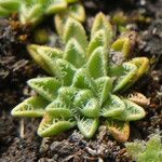 Werneria pectinata Leaf
