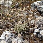 Arenaria aggregata Hábito