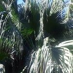 Livistona chinensis Folha