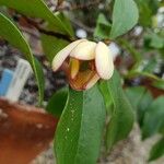 Magnolia figo Květ