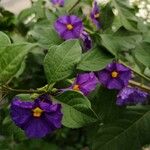 Solanum laciniatum Flor