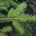 Abies cephalonica Folha