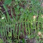 Pteris longifolia Lehti