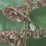 Ceratozamia hondurensis Hoja
