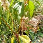 Sericocomopsis hildebrandtii Leaf