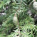 Tsuga canadensis Fruit