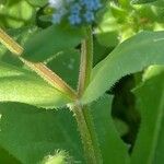 Valeriana eriocarpa Folha