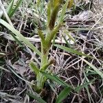 Tussilago farfara Schors