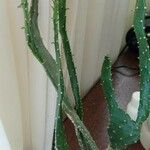 Opuntia maxima Blatt