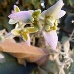 Congea tomentosa Bloem