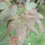 Acer palmatumبرگ