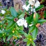 Rhododendron ferrugineum Natur