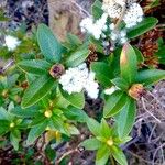 Rhododendron ferrugineum Хабит