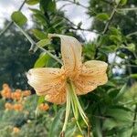 Lilium henryi Flor