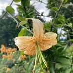 Lilium henryi Flower