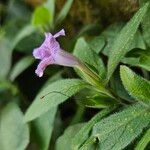 Ruellia humilis Flor