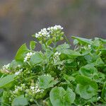 Cochlearia officinalis ᱵᱟᱦᱟ
