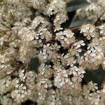Photinia × fraseri Цветок