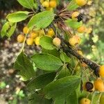 Malus prunifolia Leaf