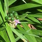 Liriope spicata Fruit