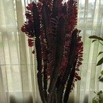 Euphorbia trigonaYaprak