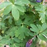 Aquilegia canadensis Folio