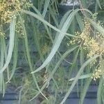 Searsia lancea Blüte