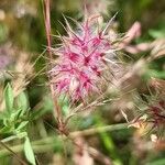 Trifolium stellatum Flower