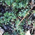 Thymus roegneri Hoja