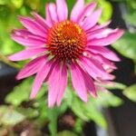 Echinacea purpureaപുഷ്പം