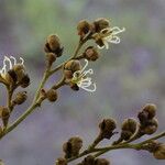 Julbernardia globiflora Floro