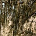 Casuarina equisetifolia Leaf