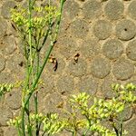 Ferula assa-foetida Агульны выгляд