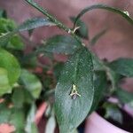 Ruscus hypophyllum Leaf