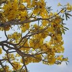 Tabebuia aurea Flor