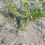 Cyperus difformis Blüte