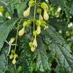 Clerodendrum indicum Flor