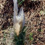 Cortaderia selloana عادت