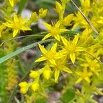 Sedum sexangulare花