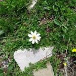 Anemone baldensis Flower