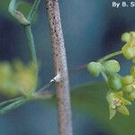 Smilax glauca പുറംതൊലി