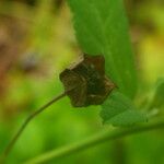 Sida rhombifolia Frucht