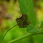 Sida rhombifolia ഫലം