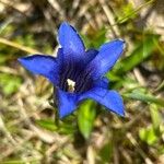 Gentiana clusii Lorea