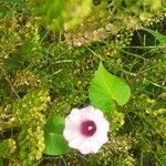 Ipomoea amnicola Leaf