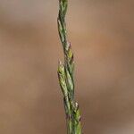 Poa bolanderi Habit