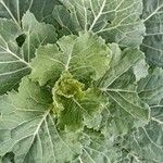 Brassica oleraceaLeaf